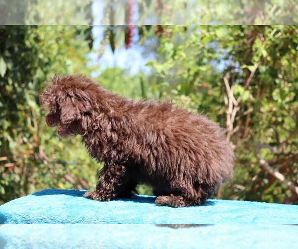 Medium Photo #32 ShihPoo Puppy For Sale in DYERSBURG, TN, USA