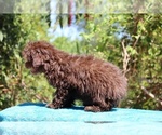 Small #31 ShihPoo