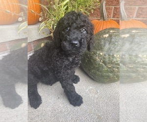 Goldendoodle Puppy for sale in ARMADA, MI, USA