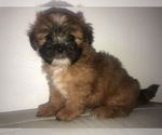 Small Photo #32 Mal-Shi Puppy For Sale in LAKELAND, FL, USA