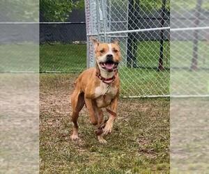 Staffordshire Bull Terrier Dogs for adoption in Derwood, MD, USA