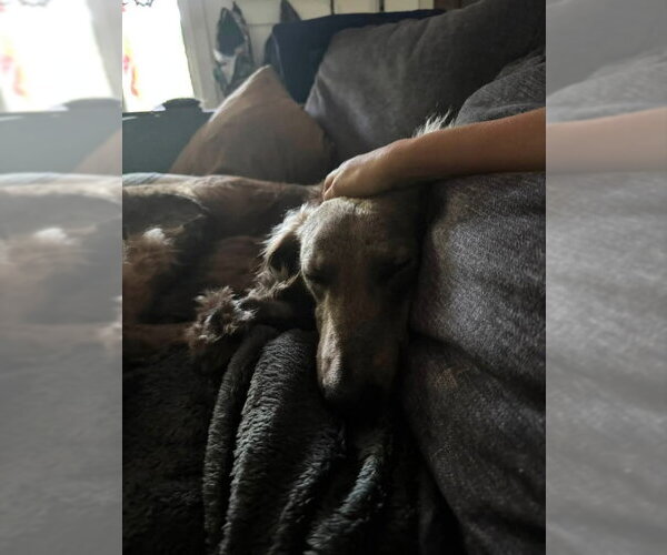 Medium Photo #4 Afghan Hound-Unknown Mix Puppy For Sale in Winston Salem, NC, USA