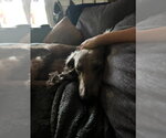Small #3 Afghan Hound Mix