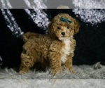 Small #3 Maltipoo