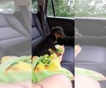 Small Photo #60 Rottweiler Puppy For Sale in RIEGELWOOD, NC, USA