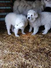 Great Pyrenees Puppy for sale in WEST PLAINS, MO, USA