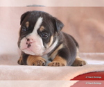 Small #19 Bulldog