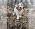 Small Photo #26 Aussie-Poo-Goldendoodle Mix Puppy For Sale in COMMERCE, MI, USA