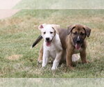 Small #3 Mutt