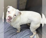 Small #1 American Pit Bull Terrier