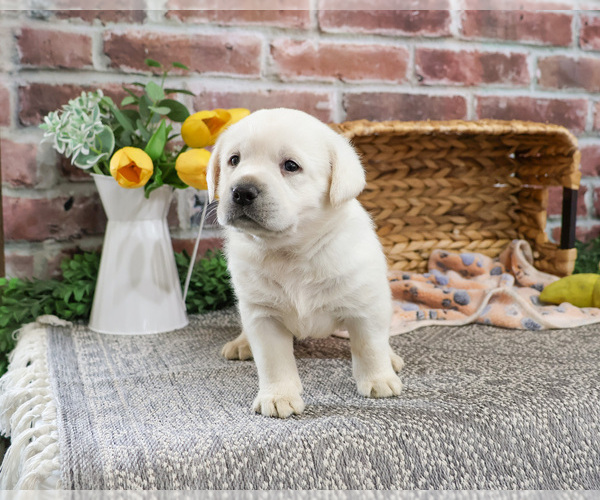 Medium Photo #2 Labrador Retriever Puppy For Sale in SYRACUSE, IN, USA