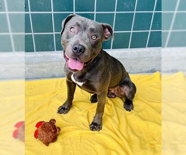Medium Photo #3 American Pit Bull Terrier Puppy For Sale in Rancho Cucamonga, CA, USA
