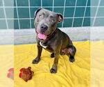 Small #2 American Pit Bull Terrier