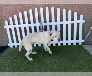 Mutt Dogs for adoption in Modesto, CA, USA