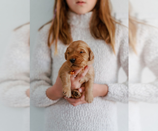 Medium Photo #9 Golden Retriever Puppy For Sale in REDDING, CA, USA