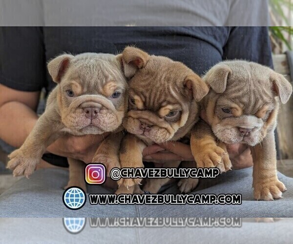 Medium Photo #1 English Bulldog Puppy For Sale in MURRIETA, CA, USA