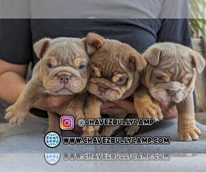 English Bulldog Puppy for Sale in MURRIETA, California USA