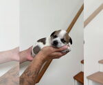 Small #1 Boston Huahua