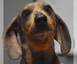 Small #1 Dachshund