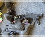 Small Photo #56 Cane Corso Puppy For Sale in LIVERMORE, CA, USA