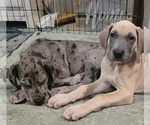 Small #27 Great Dane