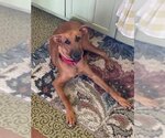 Small #2 Labrador Retriever Mix