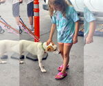 Small #57 Great Pyrenees Mix
