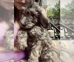 Puppy Female Doodle 2 Bernedoodle-Labradoodle Mix