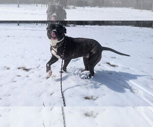 American Pit Bull Terrier-Unknown Mix Dogs for adoption in Germantown, OH, USA