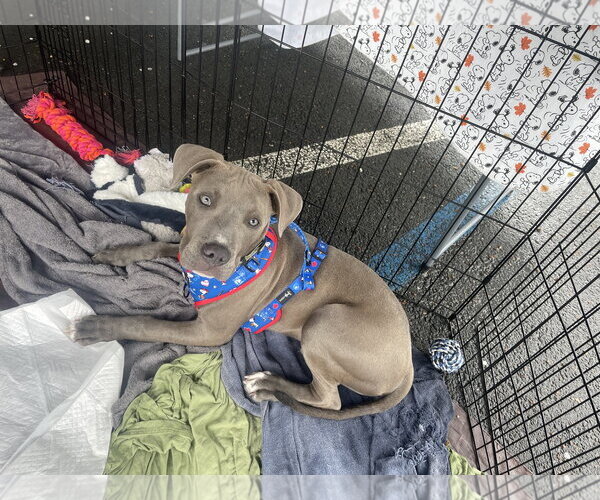 Medium Photo #7 American Pit Bull Terrier Puppy For Sale in Berkeley, CA, USA