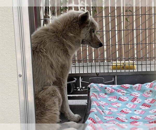 Medium Photo #1 Siberian Husky Puppy For Sale in Corona, CA, USA