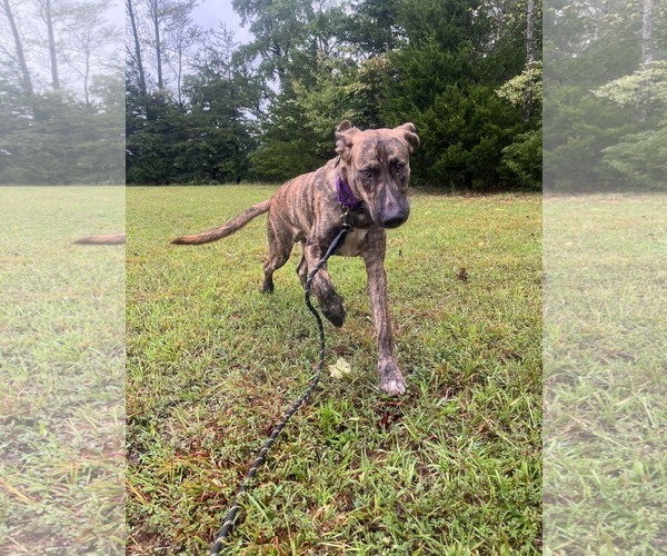 Medium Photo #7 Great Dane-Unknown Mix Puppy For Sale in Rustburg, VA, USA