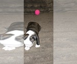 Small #1 Boston Terrier