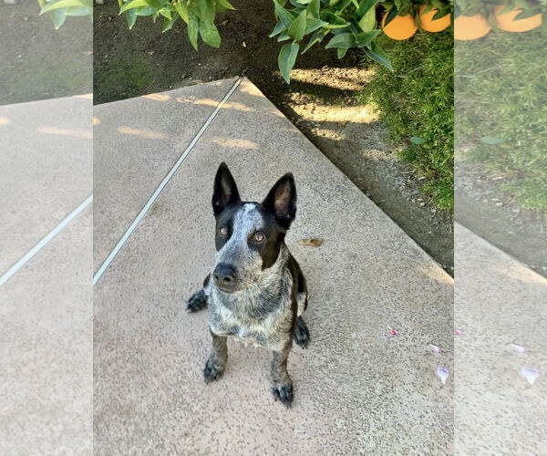 Medium Photo #1 Mutt Puppy For Sale in Paso Robles, CA, USA