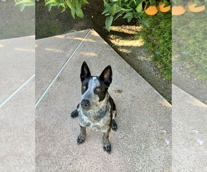 Mutt Dogs for adoption in Paso Robles, CA, USA