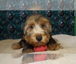 Puppy Benji Yorkshire Terrier