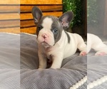 Small Photo #10 English Bulldog Puppy For Sale in CHULA VISTA, CA, USA