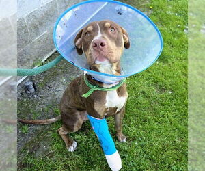 American Pit Bull Terrier-Unknown Mix Dogs for adoption in Long Beach, CA, USA