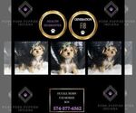 Puppy Huckleberry F1B Morkie