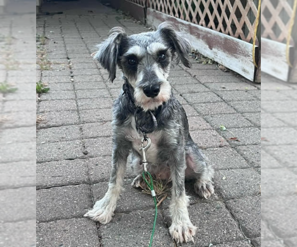 Medium Photo #1 Mutt Puppy For Sale in Brooklyn Center, MN, USA