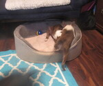 Small #10 Boston Terrier