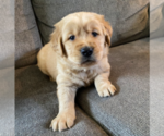 Puppy 1 Golden Retriever