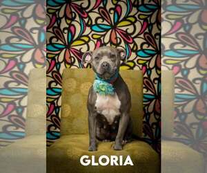 American Pit Bull Terrier-Unknown Mix Dogs for adoption in North Myrtle Beach, SC, USA