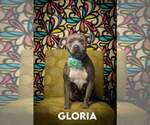 Small American Pit Bull Terrier Mix