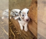 Small Photo #25 Australian Shepherd Puppy For Sale in MONONA, IA, USA