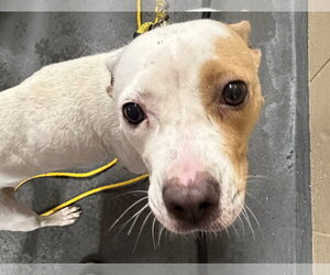 American Pit Bull Terrier-Unknown Mix Dogs for adoption in Holly Springs, NC, USA