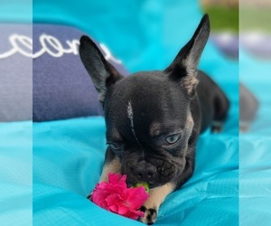 French Bulldog Puppy for sale in TAMPA, FL, USA