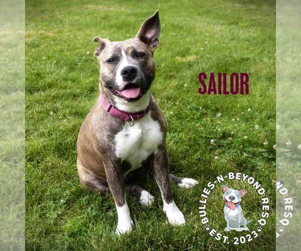 Medium Photo #8 American Staffordshire Terrier Puppy For Sale in Omaha, NE, USA