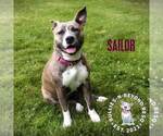 Small #7 American Staffordshire Terrier