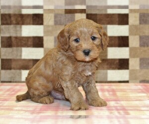 Cavapoo (Miniature) Puppy for sale in DENVER, PA, USA